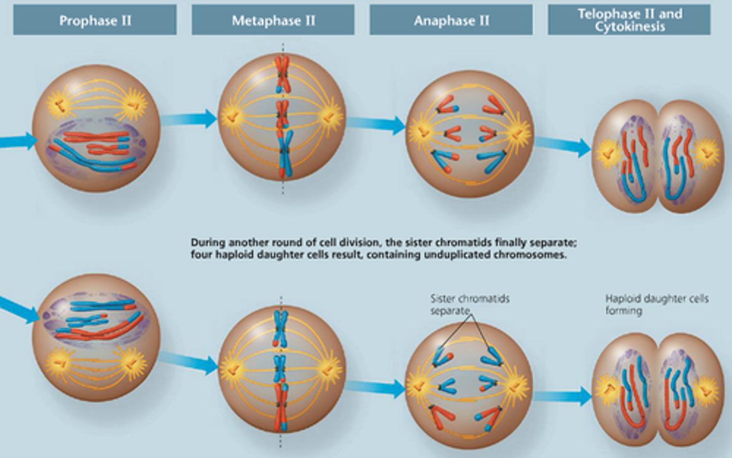 <p>Prophase II - Telophase II act exactly like mitosis except that the resultant number of daughter cells is 4 instead of 2, each with their own unique combination of genetic information</p>