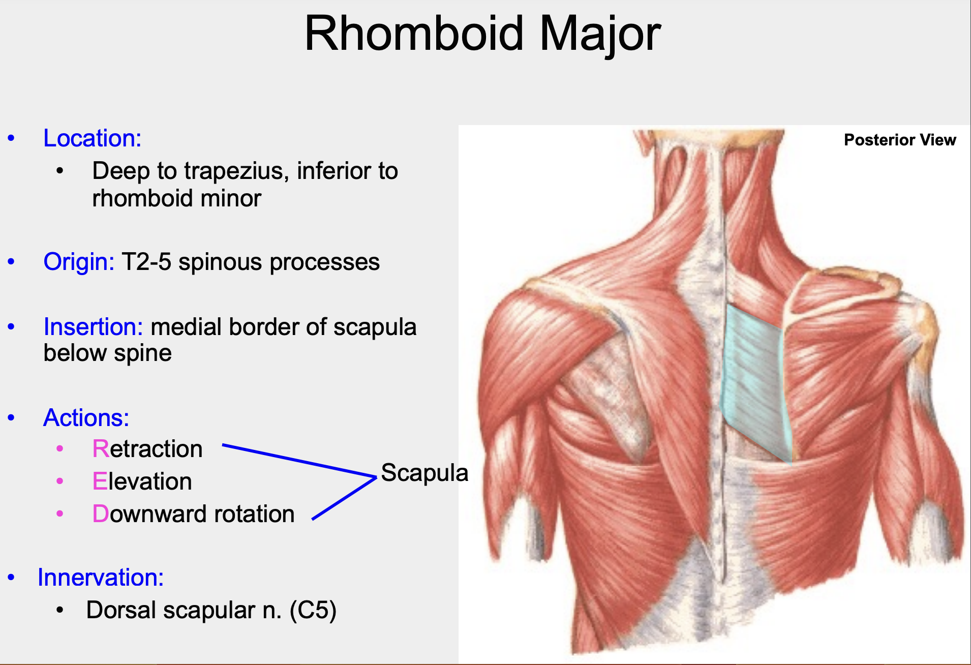 deep to trapezius, inferior to rhomboid minor
