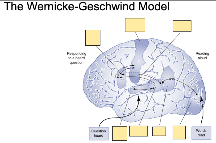 <p>Label the Wernicke-Geschwind Model</p>