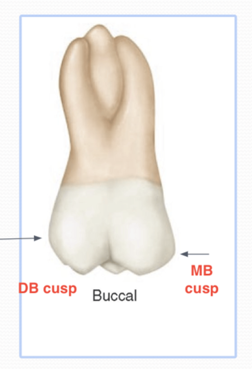<p>MB cusp is wider and DB cusp tip is sharper</p><p>-However, both MB and DB cusps are almost the same height and the ML cusp is noted between them</p><p>B groove (middle line)</p><p>Mesial is flat until it gets to the MHOC and then it is rounded</p><p>Distal is rounded all the way from the CEJ to the occlusal</p><p>can see three roots clearly</p>