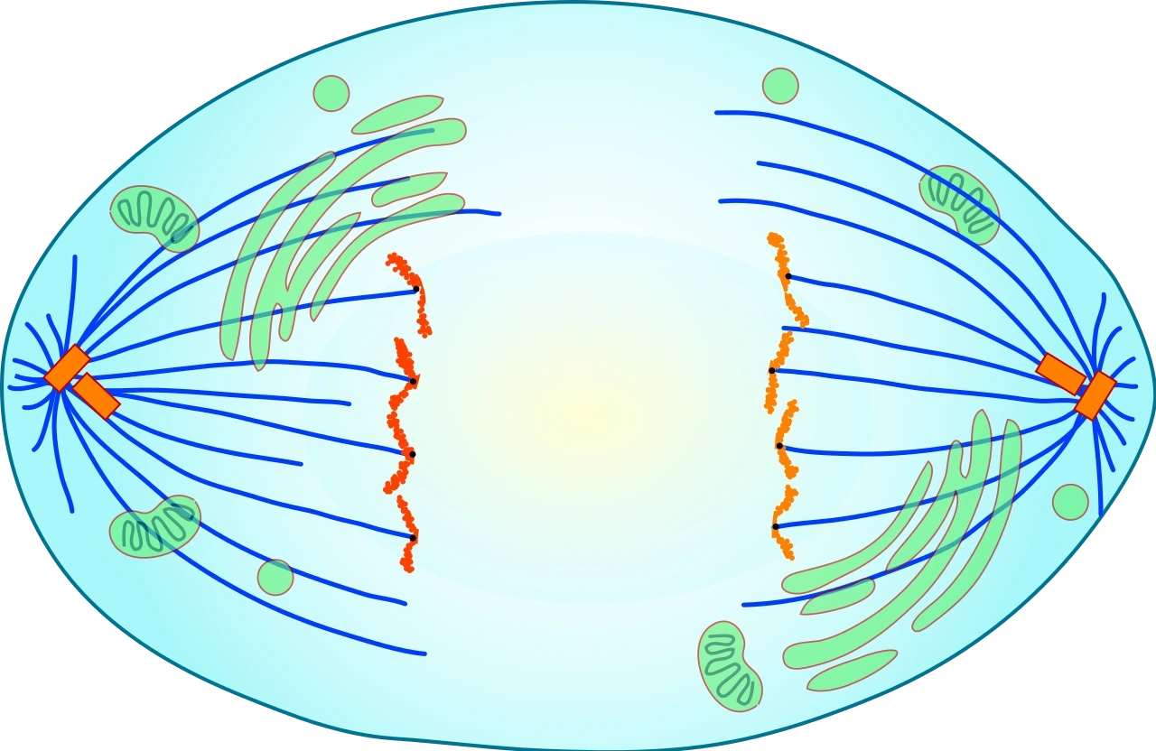 Was ist die Anaphase?