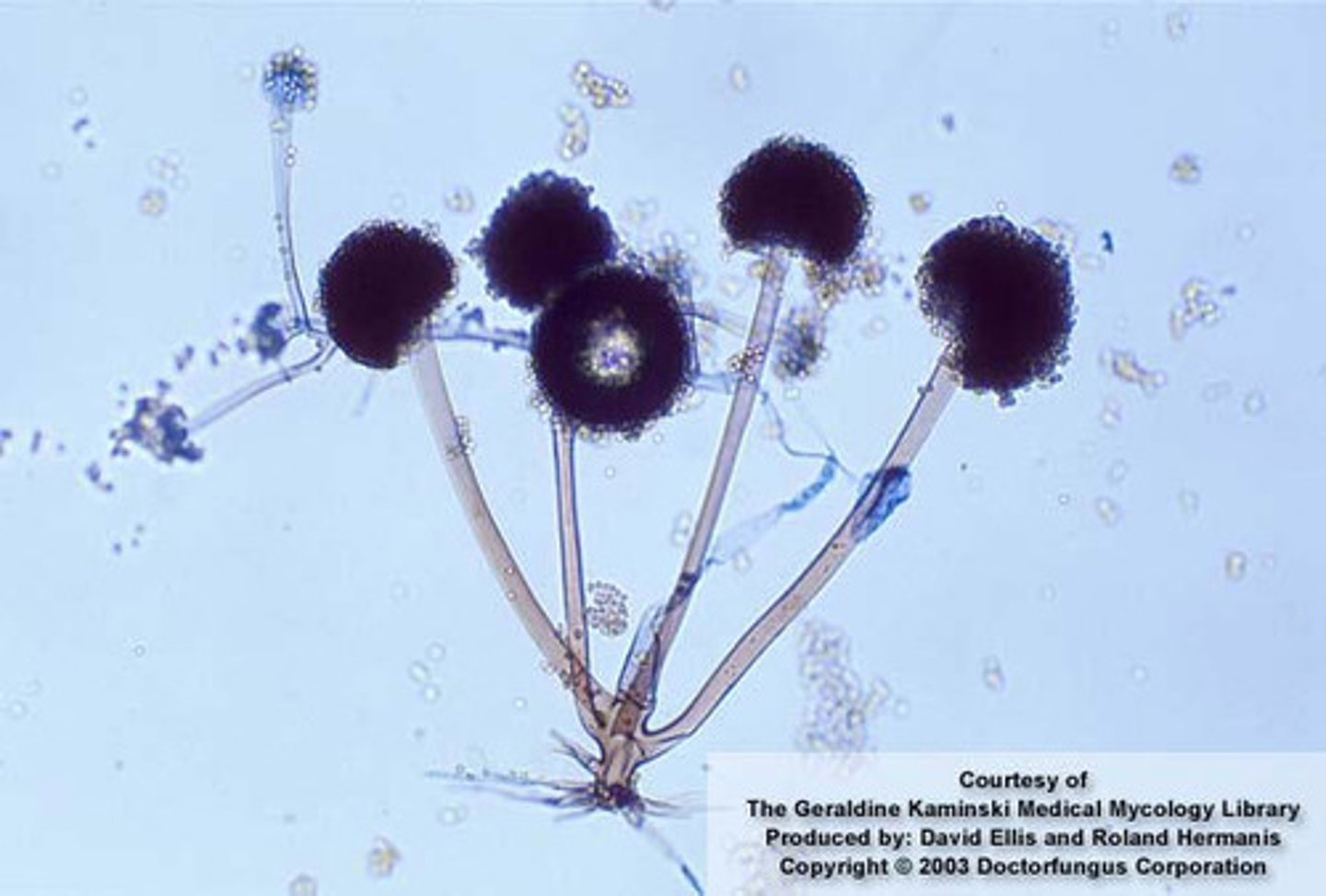 <p>bread molds</p><p>associated with soft rots</p>