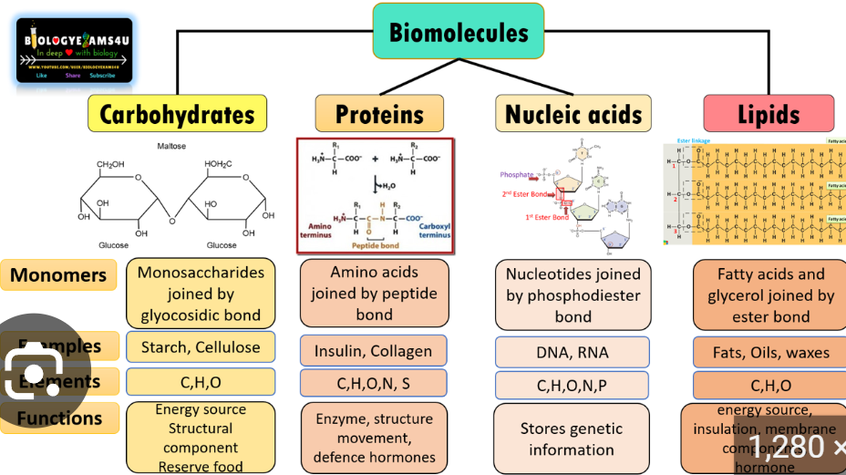 <p><span style="background-color: transparent;">Carbohydrates, lipids, proteins, nucleic acids</span></p>