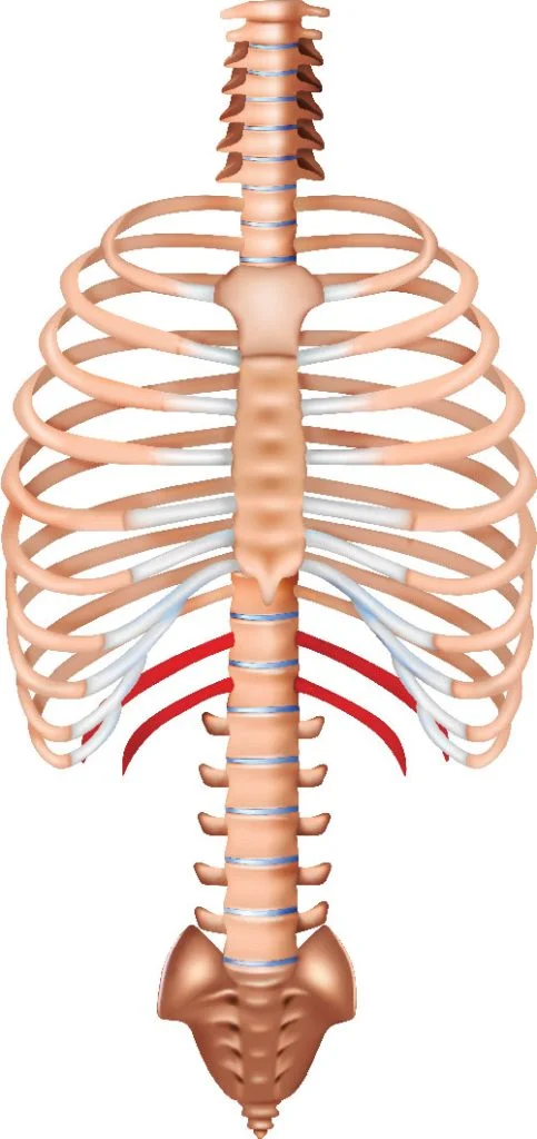 <p>ribs that do not have a connection to the sternum</p>