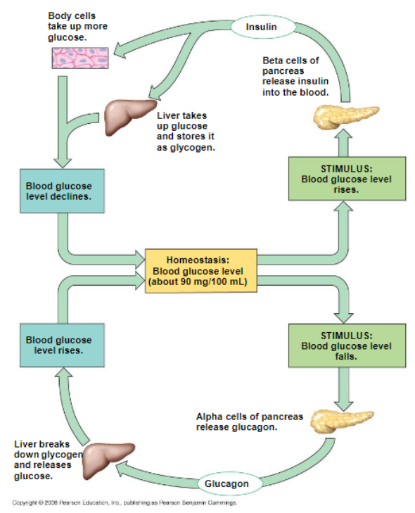 <p>their actions are antagonistic, both regulate homeostatic blood glucose levels</p>