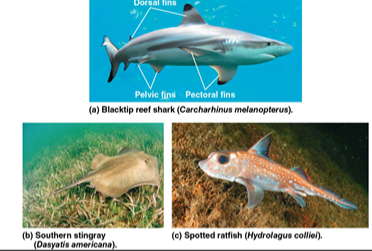 <p>They have <strong>flexible endoskeletons made of cartilage</strong>, not bone.</p>