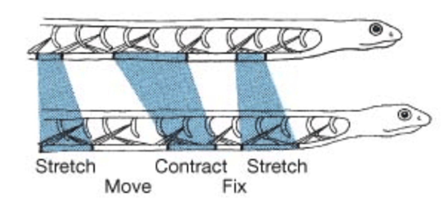 <p>-Uses bands of muscles that attach the scutes to ribs</p><p>-Each scute is inched forward and pases it down the substrate while lifting up and advancing the next scute</p><p>-Repeated along entire thoracic region</p><p>-Used when lateral undulations are restricted</p>