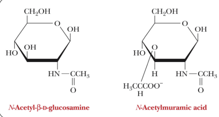 <p>Amino sugars</p>