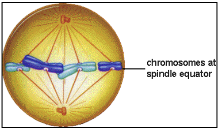 <p>m = middle</p><ol><li><p>protein kinetochore “anchor” forms at the centromere of each chromosome</p></li><li><p>microtubules from the mitotic spindle attach to the kinetochore</p></li><li><p>spindle fibers move chromosomes to the middle of the cells (to metaphase plate)</p><ol><li><p>Some don’t attach</p></li></ol></li></ol><p></p>