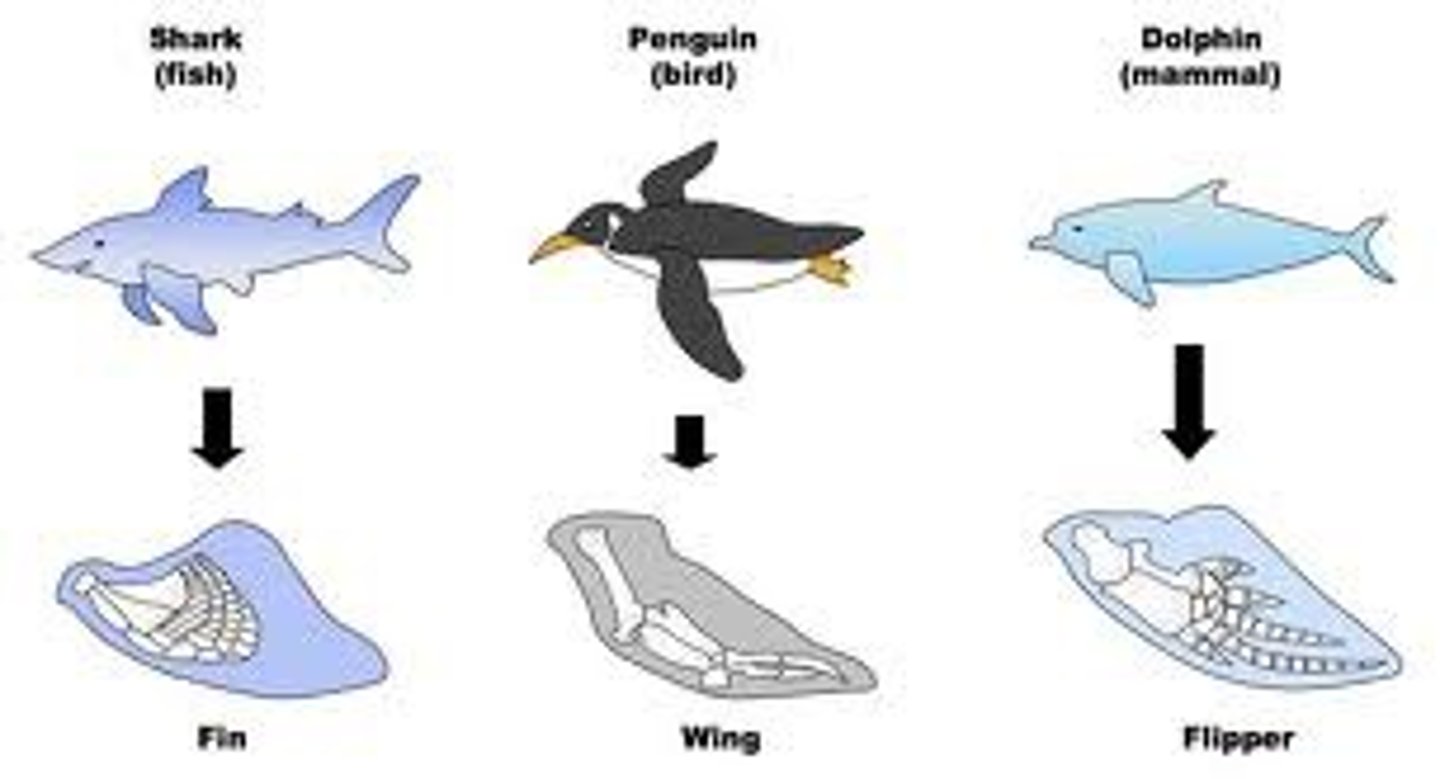 <p>Similar forms having evolved in different, isolated areas because of similar selective pressures in similar environments.</p><p>ex) bats and birds both have wings and can fly; however, they evolved these traits seperately</p>