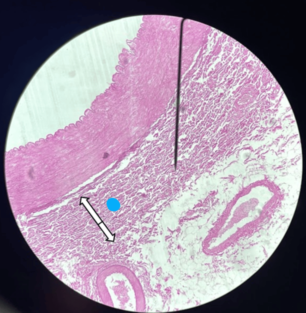 <p>name the structure</p>