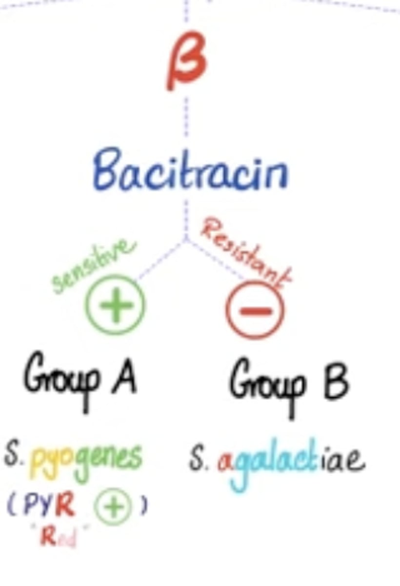 <p>- bacitracin-sensitive: group A (S. pyogenes)</p><p>- bacitracin-resistant: group B, C (S. agalactiae)</p>