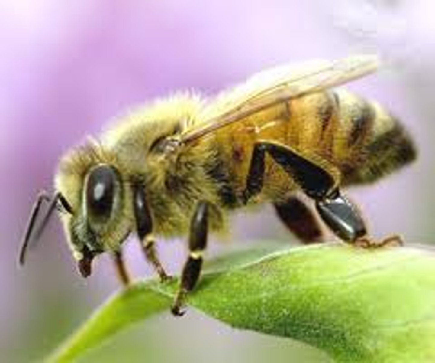 <p>neoptra-holometabolist, ants, bees, wasps, sting, have constricted abdomen, wing joined with hemeli making it look like one wing but are two separate wings, elbowed 90 degree antenne (different from isoptera)</p>
