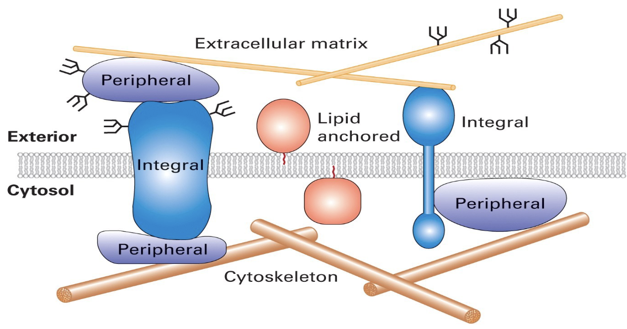 <ul><li><p>limit lateral plasma membrane protein mobility </p></li><li><p>extracellular - gives cell shape and mechanical resistance to deformation</p></li><li><p>cytoskeleton - deforming the cell and the cell’s environment, and allowing cells to migrate</p></li></ul><p></p>