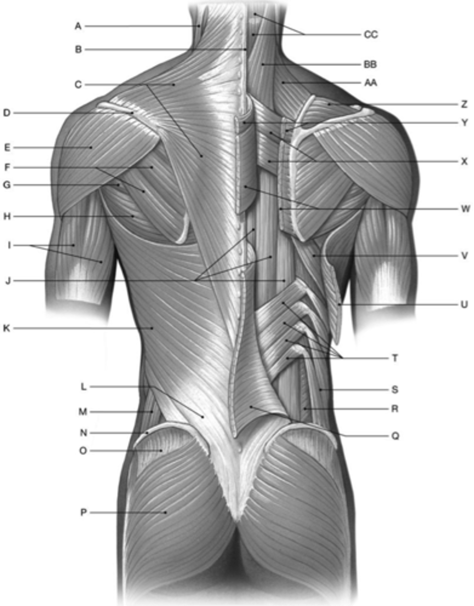 <p>trapezius</p><p>levator scapulae</p>