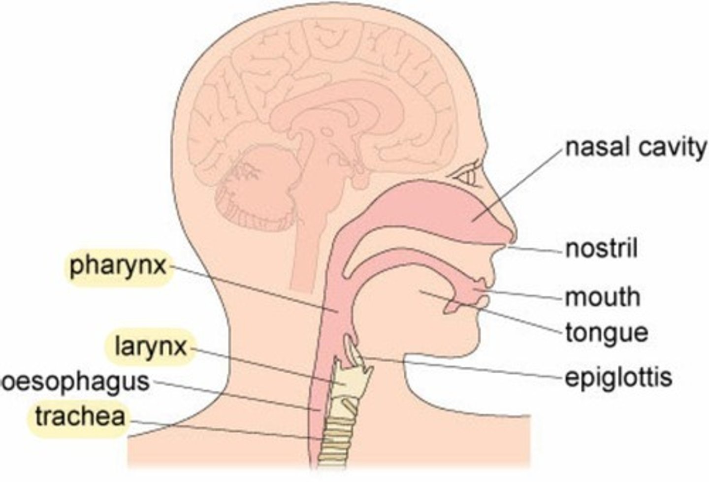 <p>A flap above the larynx that blocks food from entering the airway during swallowing.</p>