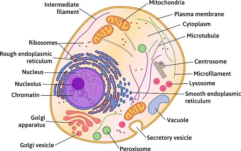 <p>Parts of an Animal Cell</p><p>(14)</p>