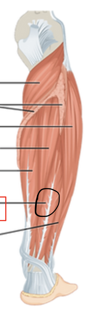 <p>flexor hallucis longus m. </p><p><span>O: distal two thirds of fibula</span></p><p><span>I: distal phalanx I</span></p><p><span>Action(s): flexes phalanges digit I</span></p><p><span>Innervated by tibial nerve</span></p>