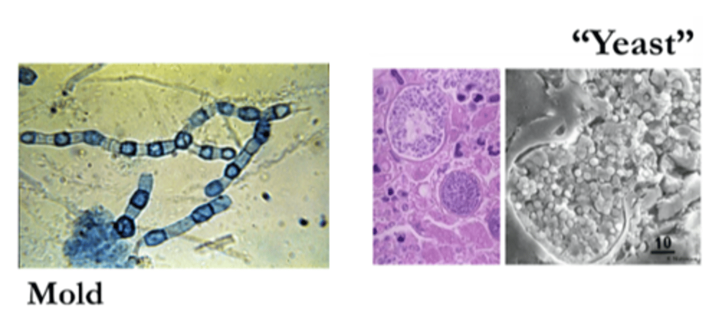 <p>· Hot, dry, alkaline soil; wind, construction; inhalation</p><p>· Barrel-shaped, alternate arthroconidia</p><p>o May grow quicker than other dimorphs</p><p>· No yeast form; spherule in vivo</p>