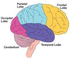 Top rear of your head, handles skin senses