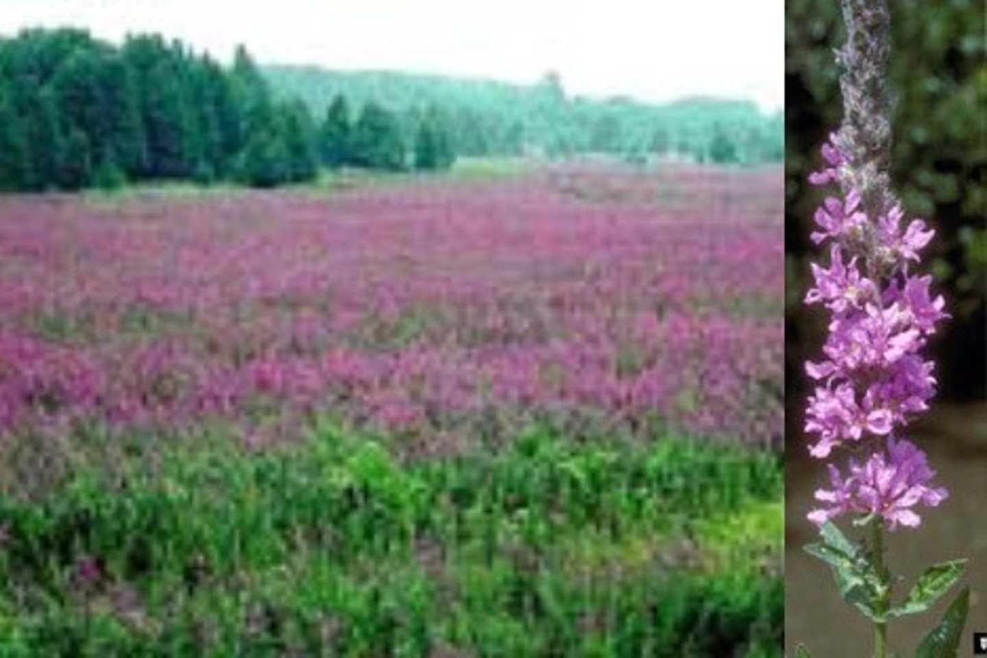 <p>A place in a monastery where plants were grown. Herbs would be sold in the towns and the money used to buy luxury goods like aniseen, wine, liquorice and olive oil. The monks lived well</p>