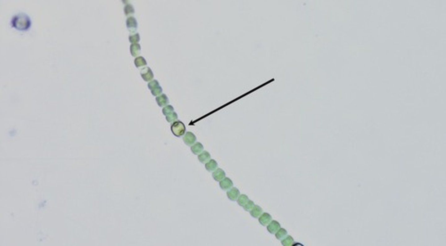 <p>-found in bacteria that fix nitrogen: cyanobacteria</p><p>-purpose: fix nitrogen from dinitrogen (N2) to N3 or N4</p><p>-N2 from air, converted using emzyme nitrogenase, provides cell N for biosythesis</p><p>-nitrogenase is inhibited by photosynthesis (no photo in this part)</p><p>-no pigment b/c no chlophyll</p>