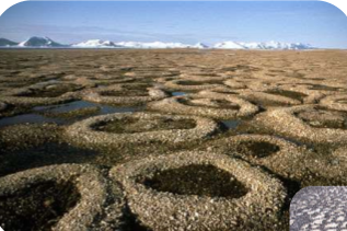 * Type of patterned ground periglacial landform
* Larger material forms ring, while depression in middle is filled with finer sand (frost heave)