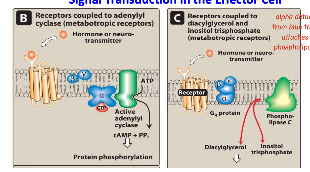 <p><strong>Ionotropic receptors</strong>: <span><span>Post-synaptic cholinergic nicotinic receptors in skeletal muscle cells are directly linked to membrane ion channels</span></span></p><p><strong>Metabotropic receptors</strong>: <strong>they </strong><span><span>mediate the effects of ligands by activating a second messenger system inside the cell (</span></span><strong>G-protein coupled receptors</strong> that activate intracellular second messengers)</p><p></p><p><strong><u>Second messenger systems</u></strong><u>:</u></p><ul><li><p><strong>Adenylyl cyclase system</strong></p></li><li><p><strong>Calcium/phosphatidylinositol system</strong></p></li></ul><p></p>