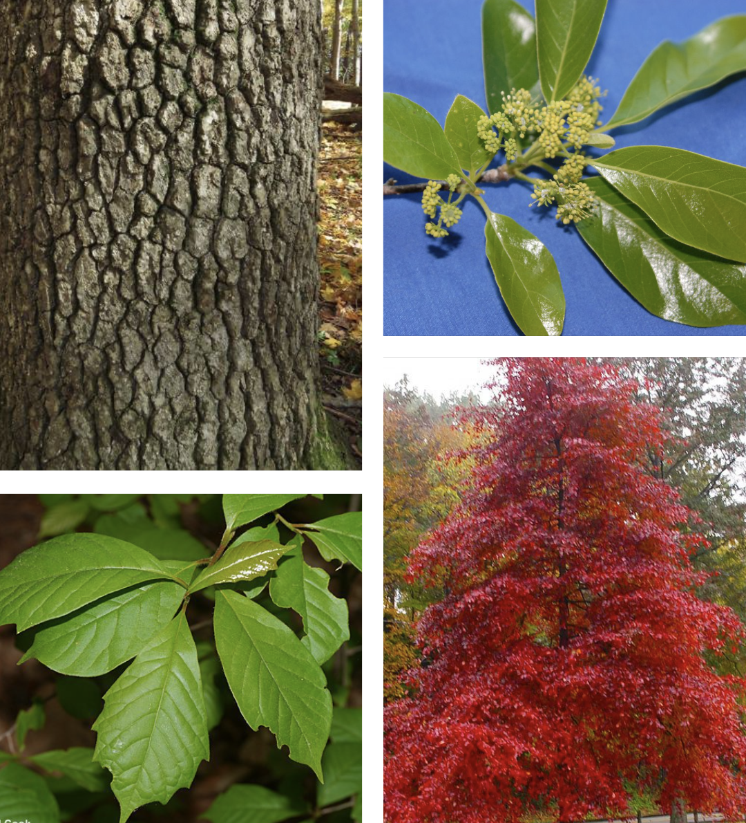 <p><span>furniture, plywood, pulp, railroad ties, boxes and crates​; the bark looks like it has scales; very wide base; multiple shinny with yellow buds</span></p>