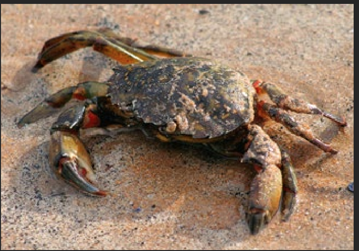 <p>What is the Portugese name of this species?</p>