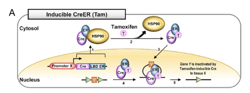 <p>Use drug to control activity</p><ul><li><p>add tamoxifen to ‘switch on’.</p></li><li><p>Promoter gives spatial control</p></li></ul><p>Tamoxifen - used to control GOI getting into nucleus</p><ul><li><p>(-) tam → outside nucleus</p></li><li><p>(+) tam → inside nucleus</p></li></ul>