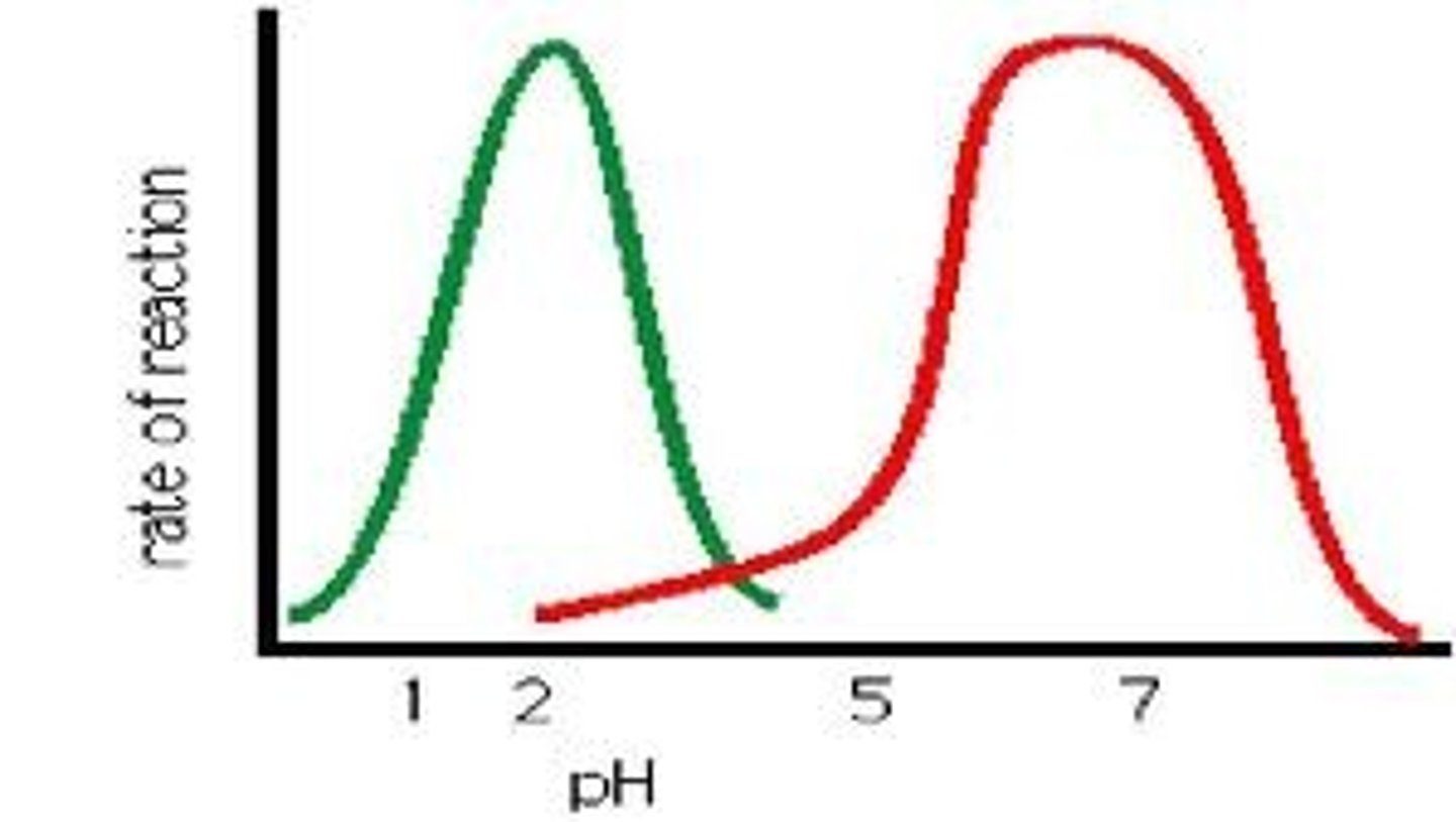 <p>The optimum pH in which an enzyme is most active, this is normally related to the normal environment of the enzyme, for example Pepsin has a pH optima of around 2, ideal for the acidic environment of the vertebrate stomach.</p>