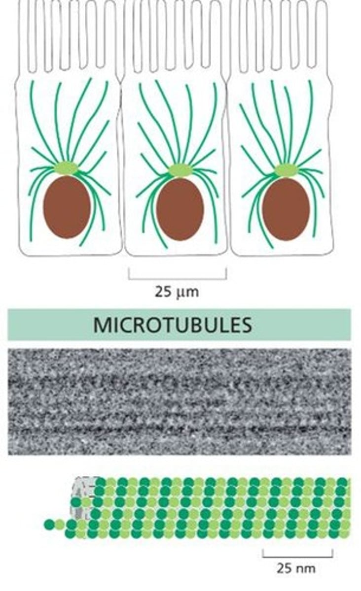 <p>They are hollow cylinders that aid in cell polarity, intracellular traffic, mitosis, and movement.</p>
