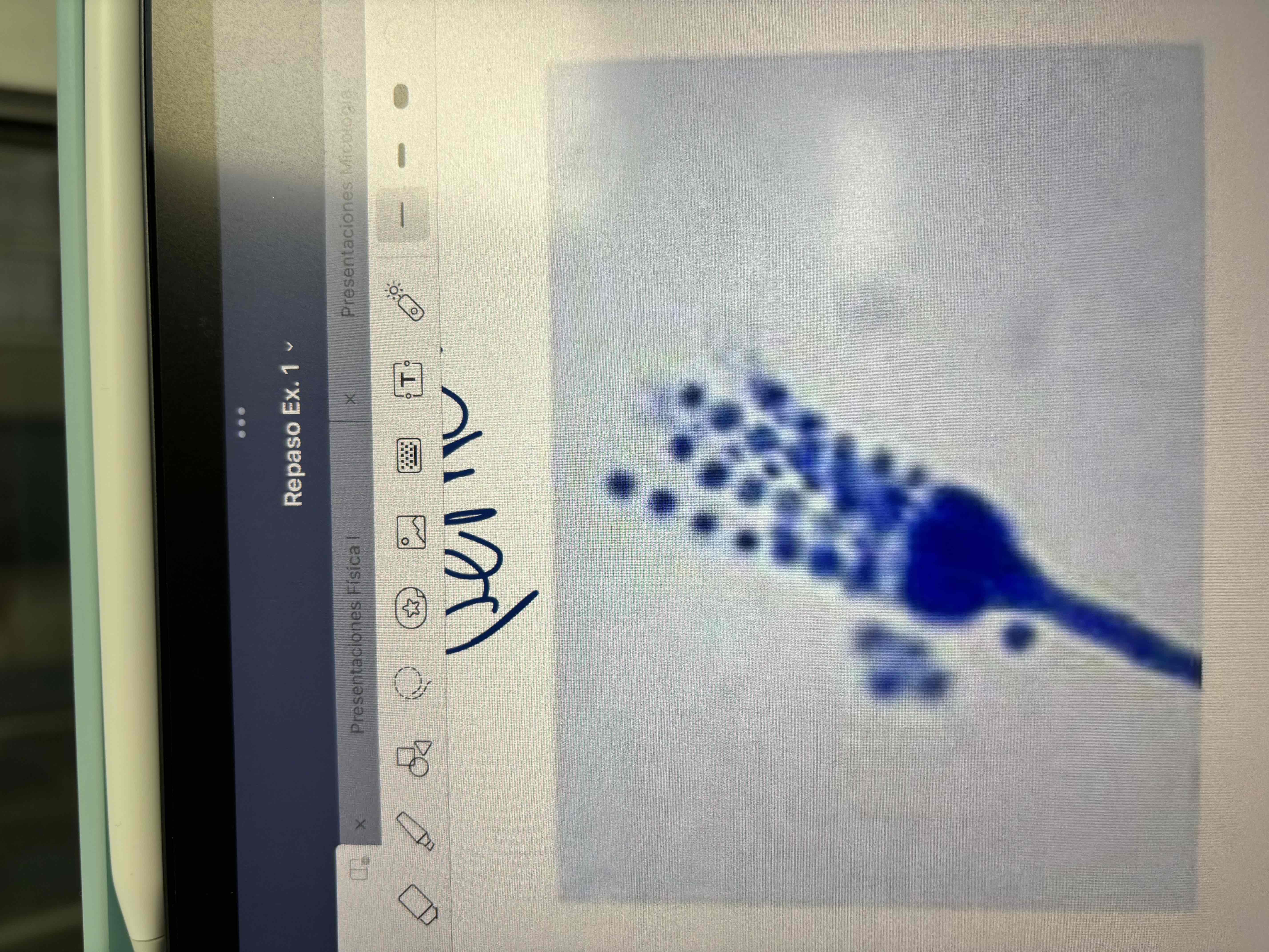 <p>Fialosporas/fiálido</p>