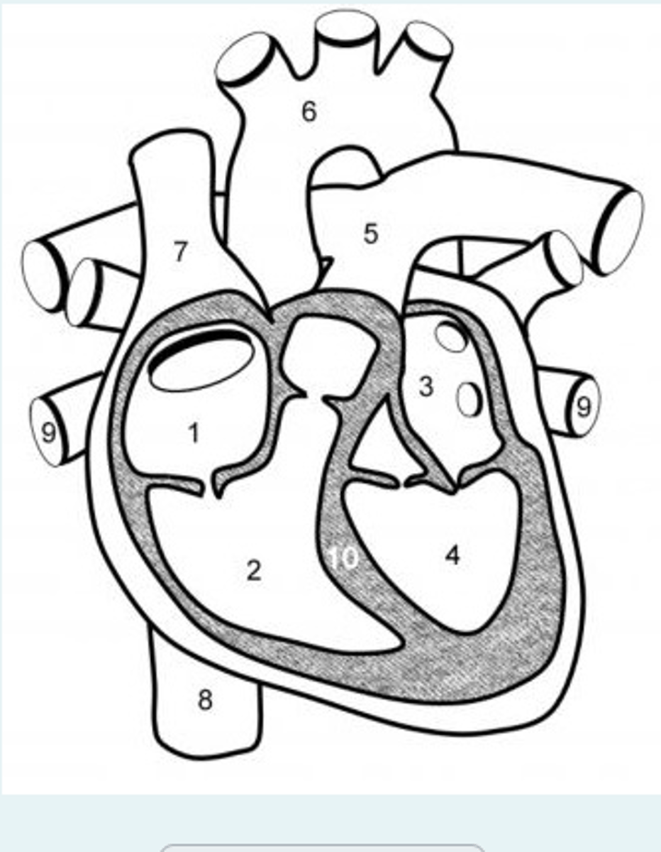 <p>structure 1 → right atrium,</p><p>structure 2 → right ventricle,</p><p>structure 3 → left atrium,</p><p>structure 4 → left ventricle,</p><p>structure 5 → pulmonary artery,</p><p>structure 6 → aorta,</p><p>structure 7 → superior vena cava,</p><p>structure 8 → inferior vena cava,</p><p>structure 9 → pulmonary veins,</p><p>structure 10 → septum</p>
