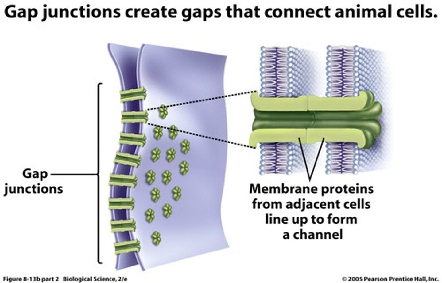 <p>small molecules pass directly from one cell to a directly adjacent one: channels that directly connect the cytoplasm of adjacent cells, rapid pass through of ions + signaling molecules</p>