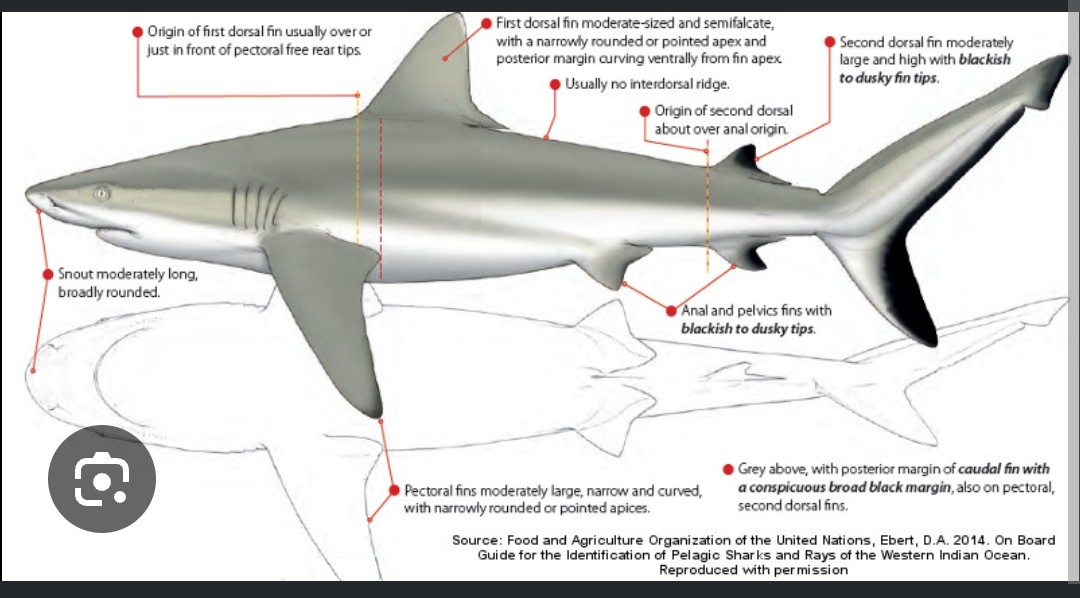 <p class="has-focus">Carcharhinidae family</p><p class="has-focus">Eats bony fishes, cephalopods and crustaceans</p><p>Gray with a slight white streak on the back edge of the dorsal fin and an easy-to-see black margin on the trailing edge of the tail; no interdorsal ridge</p>