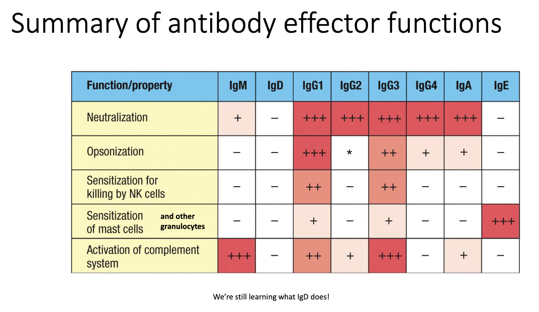 <ul><li><p class="isSelectedEnd"><strong><span>IgE</span></strong><span> (via FcεRI).</span></p></li><li><p><span>IgD remains functionally unclear.</span></p></li></ul><p></p>