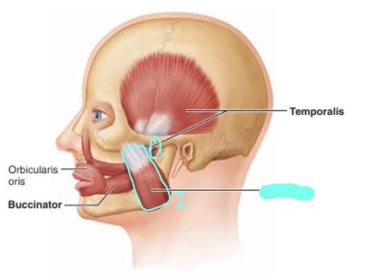 <p>가장 크고 매우 강력(powerful)한 저작근 (호두 등)<br>-질긴 음식을 씹을 때 통증을 느끼는 부위<br>-origin: zygomatic arch<br>-insertion: mandible의 각 부위<br>-mandible elevation 또는 jaw closing<br>-cranial nerve V</p>