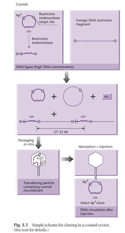 <ol><li><p>DNA we want to insert into bacteria (foreign DNA) is digested to create fragments.</p></li><li><p>Plasmid backbone with cos site, antibiotic resistance gene, and restriction endonuclease target site is digested by said restriction endonuclease, which result in a linear fragment.</p></li><li><p>Linearised plasmid backbone and broken down foreign DNA are mixed with DNA ligase. <span style="color: red"><strong>At high DNA concentration</strong></span>, the foreign DNA will ligate with the plasmid backbone to create <span style="color: red"><strong>concatemers</strong></span> (which contains the cos site and the antibiotic gene). Note that this will also results in unwanted circular products.</p></li><li><p>The concatemers are then packaged in vitro with all the necessary protein for phage particle formation.</p></li></ol><p></p>