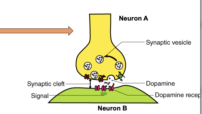 <p><span data-name="black_small_square" data-type="emoji">▪</span> communicate with each other via electrical events called ‘action potentials’ and chemical neurotransmitters </p><p><span data-name="black_small_square" data-type="emoji">▪</span> At the junction between two neurons (synapse or synaptic cleft), an action potential causes neuron A to release a chemical neurotransmitter. </p><p><span data-name="black_small_square" data-type="emoji">▪</span> The neurotransmitter can either help (excite) or hinder (inhibit) neuron B from firing its own action potential.</p>