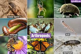 <p>How many known species of arthropods exist?</p>