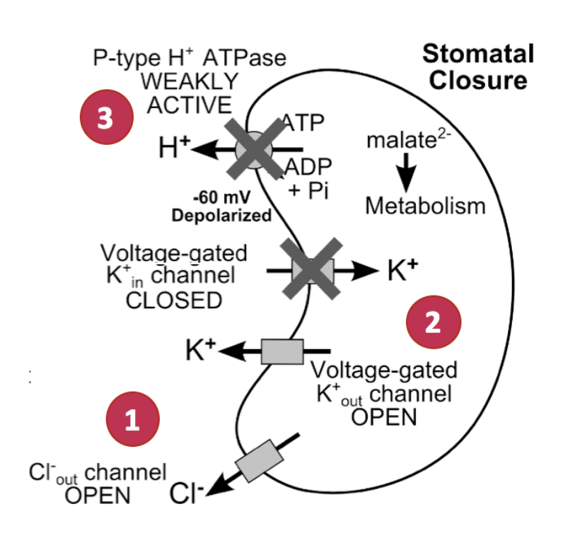 <ol><li><p>Ca2+ activates slow (S-type) ansion channel</p></li><li><p>Mediates Cl- efflux</p></li><li><p>Membrane depolarisation</p></li><li><p>Leads to K+ efflux</p></li><li><p>Ca2+ signalling <strong>also</strong> reduces acitivity of H+ ATPase</p><ul><li><p>→ so <strong>stops </strong>the opening process too!</p></li></ul></li><li><p>Malate2- concentrations also decrease</p></li><li><p>Less solute inside→ water is drawn out→ closes</p></li></ol><p></p>