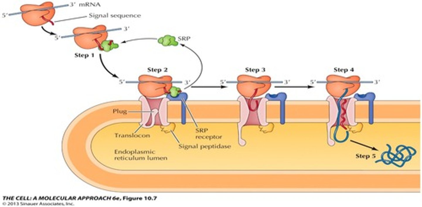 <p>1. As the signal sequence emerges from the ribosome, it is recognized and bound by the signal recognition particle (SRP)</p><p>2. The SRP escorts the complex to the ER membrane where it binds to the SRP receptor</p><p>3. The SRP, is released, the ribosome binds to the translocon and insertion of the signal sequence opens the translocon.</p><p>4.Translation resumes and the signal sequence is cleaved by signal peptidase</p><p>5. Continued translation drive the translocation of the growing polypeptide chain across the membrane.</p><p>6. The complete polypeptide chain is released within the ER lumen.</p>