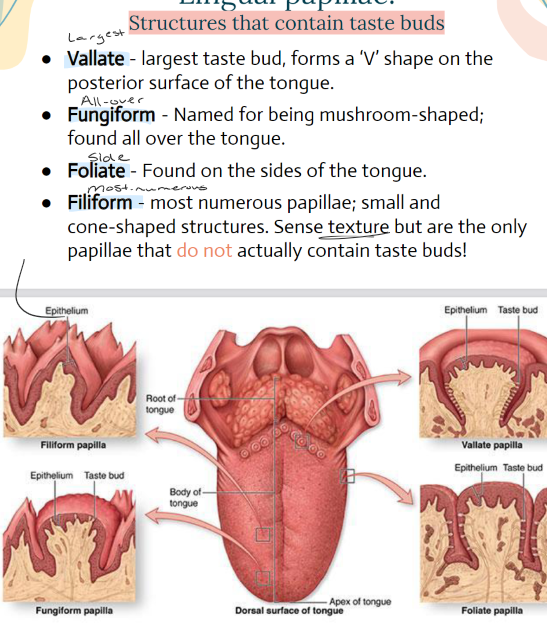 <ul><li><p>Vallate- LARGEST, = V shape on posterior surface of the tongue</p></li><li><p>Fungiform- ALL OVER, mushroom shaped</p></li><li><p>Foliate- SIDES of tongue, </p></li><li><p>Filiform- MOST NUMEROUS, small/cone shaped. Sense <strong>texture</strong> BUT are the ONLY <strong>papillae</strong> that <strong>do not</strong> contain <strong>taste buds.</strong></p></li></ul><p></p>