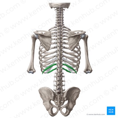 <ul><li><p>11th and 12th pair of ribs </p></li><li><p>NOT connected to sternum </p></li><li><p>LAST pair of ribs </p></li><li><p>“floating” around at the bottom of ribcage</p></li></ul><p></p>