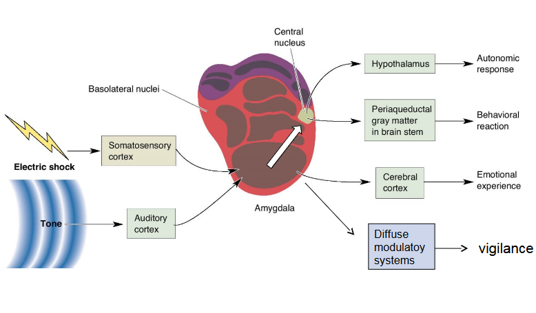 <p>is an acquired emotional response to a specific stimulus, often resulting from negative experiences and mediated by the amygdala. </p>