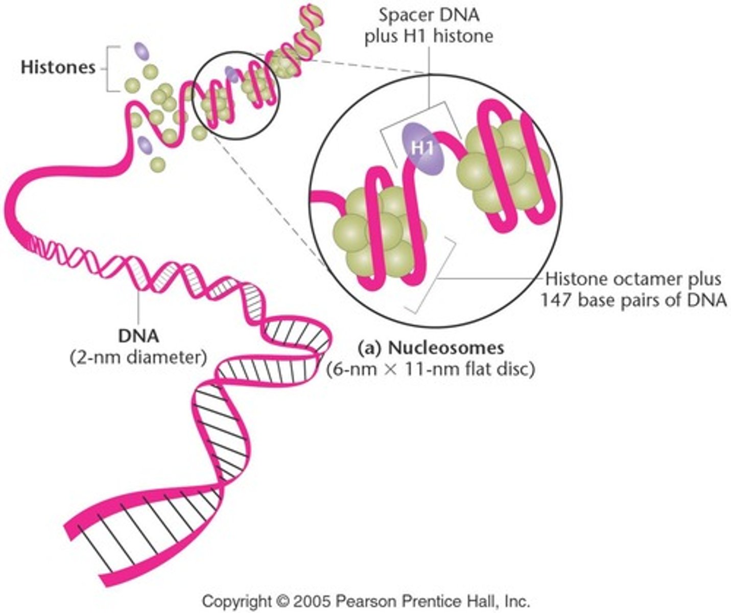 <p>They compact DNA and may play a role in activating or silencing regions of DNA.</p>