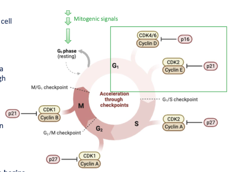 <p>CDK4/6-cyclin D and CDK2-cyclin E complexes</p><ul><li><p>For cells to come out of G0 and enter G1, the cell must receive mitogenic signals</p></li><li><p>These signals are typically received by plasma membrane receptors and transmitted through the cell via kinase cascades (e.g. MAPK)</p></li><li><p>activation of the MAPK pathway leads to an increase in cyclin D and CDK4 levels in the cell</p></li></ul><p>Cyclin D interacts with CDK4/6 and the cycle begins</p>