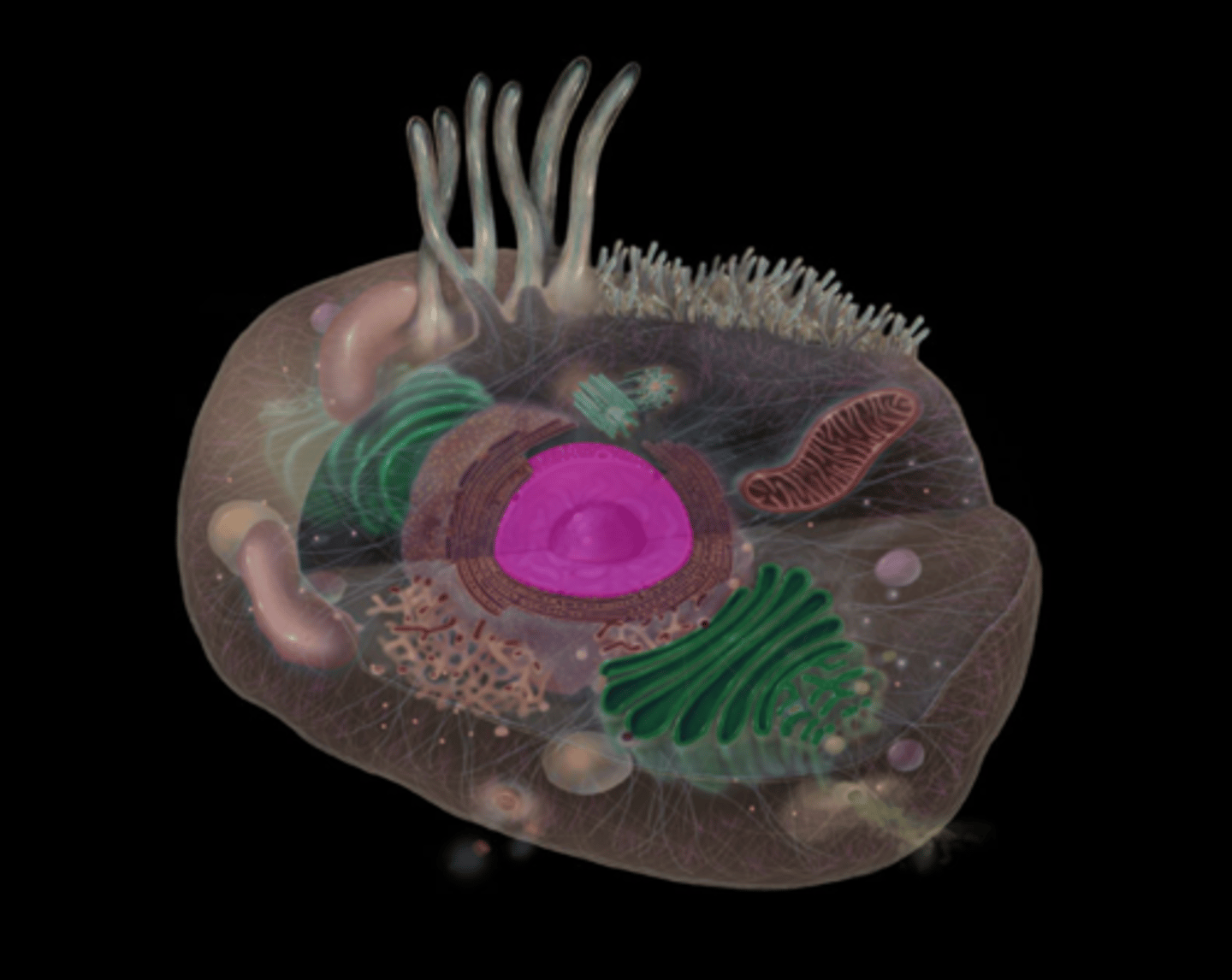 <p>highlighted in pink</p>